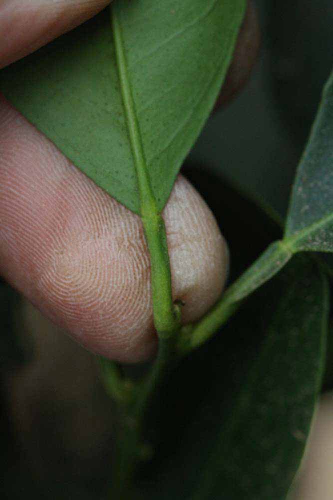              Petiole (Riverside, CA)       